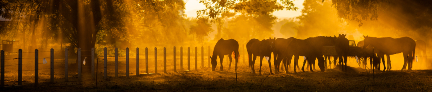 horse-farm-barns-stables