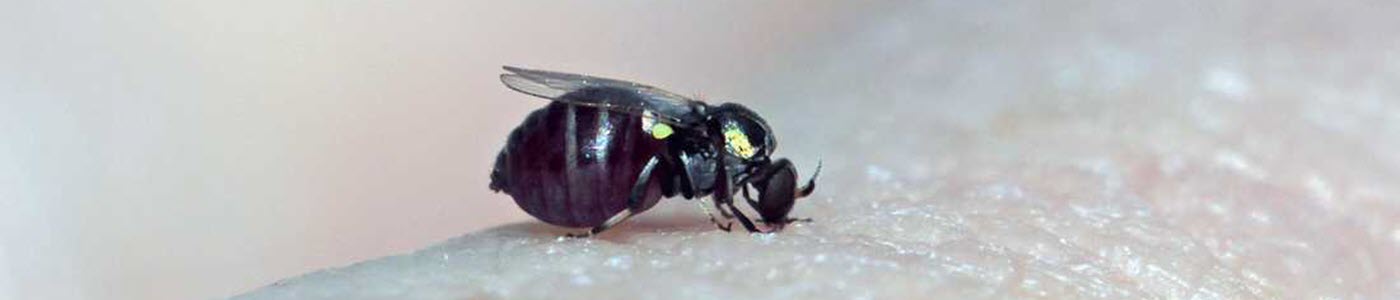 gnat-black-fly