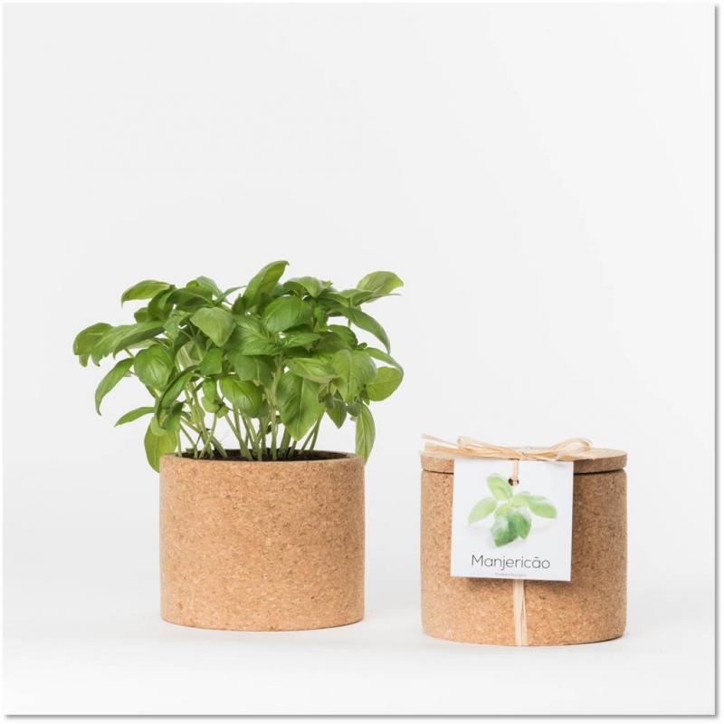 Life in a Pot basilika