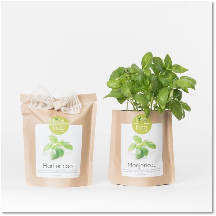 Life in a BAG Basilika