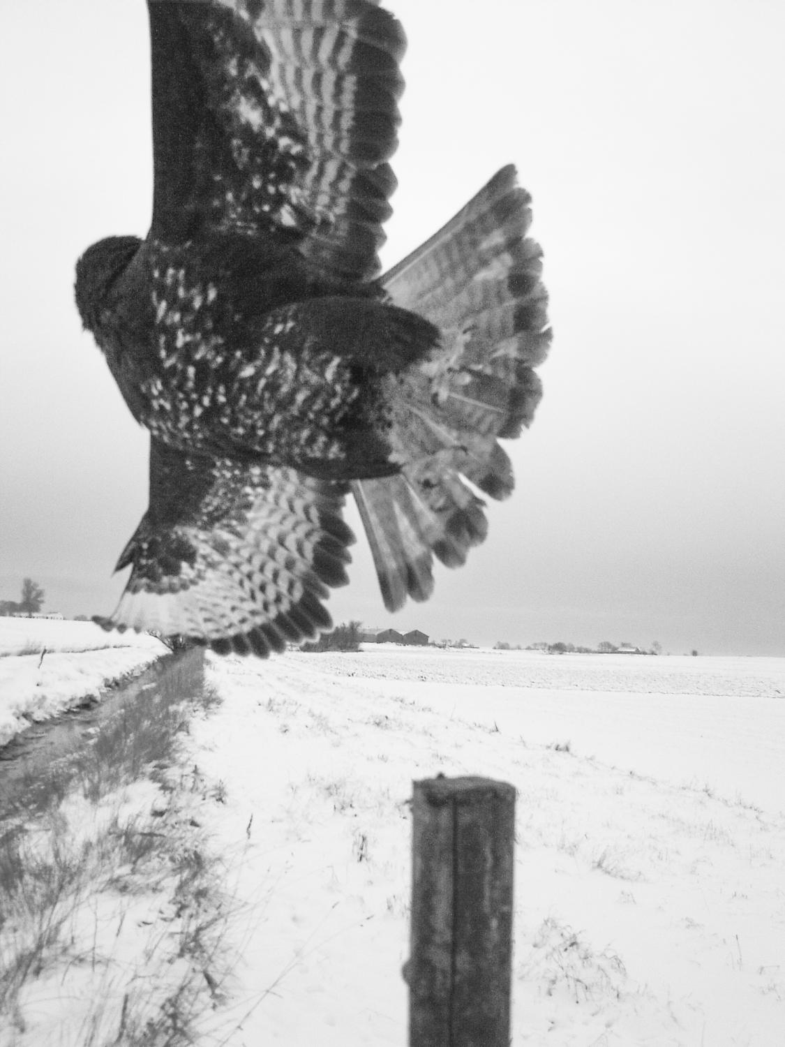 Stephen Gill The Pillar Prints stephen-gill-the-pillar-prints