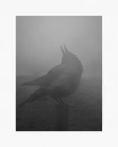 The Pillar - Edition with print