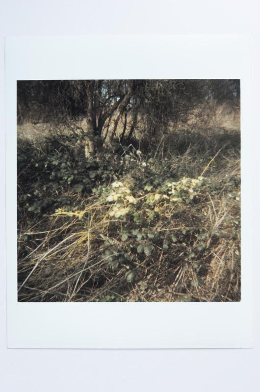 Archaeology in Reverse Print / 34
