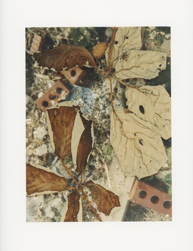 Hackney Flowers Print : Ref HFWP15