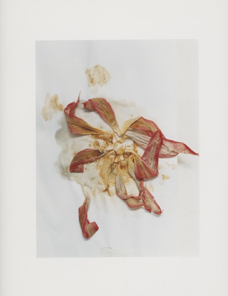 Hackney Flowers Print : Ref HFWP05