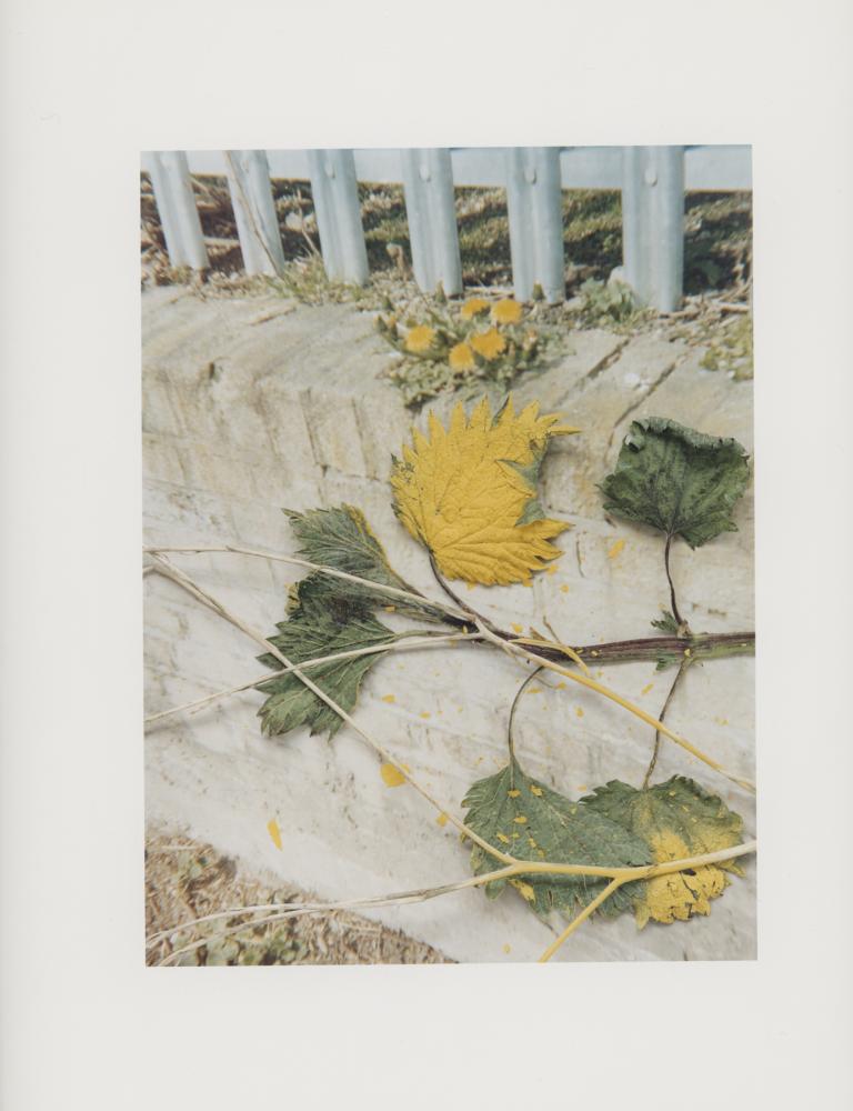 Hackney Flowers Print : Ref HFWP16