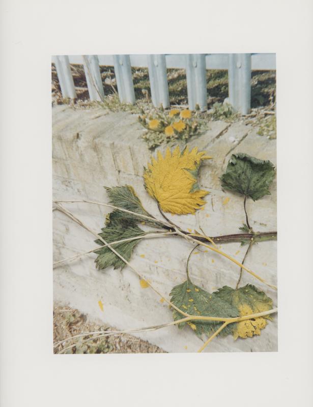 Hackney Flowers Print : Ref HFWP16