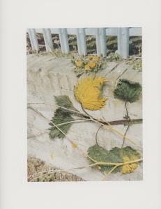 Hackney Flowers Print : Ref HFWP16