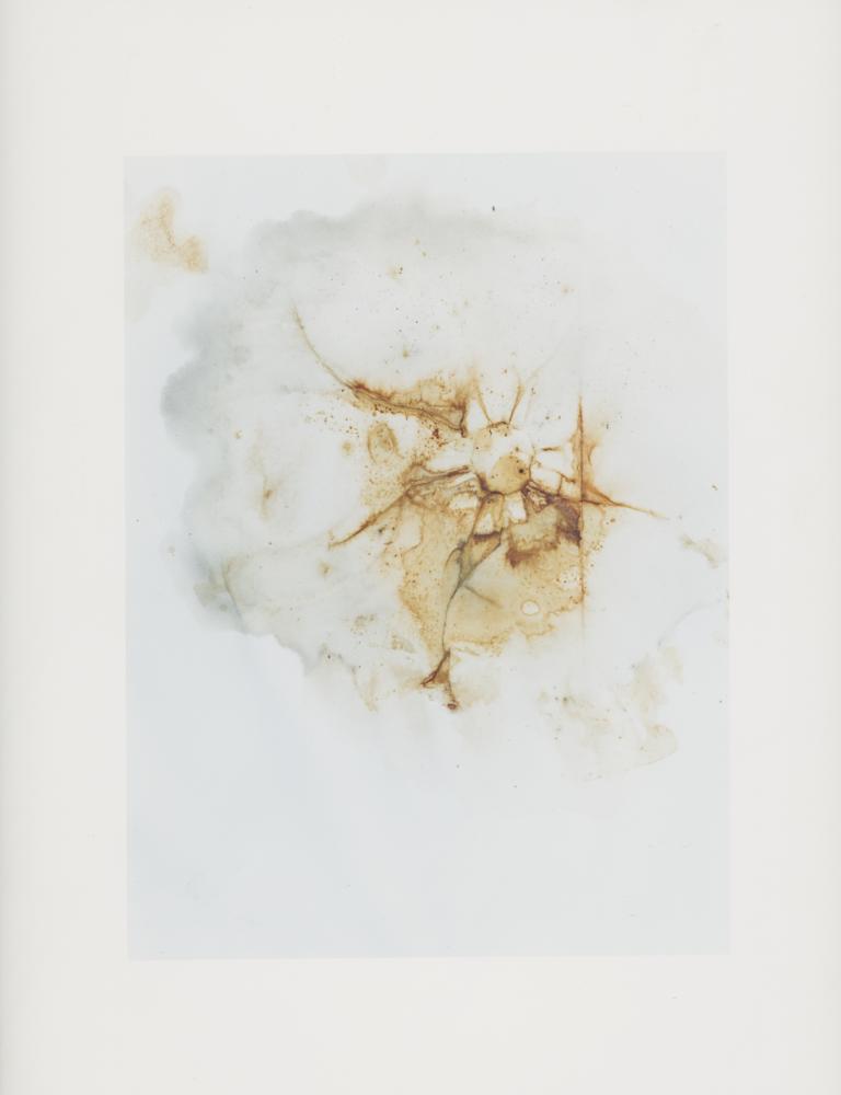 Hackney Flowers Print : Ref HFWP07