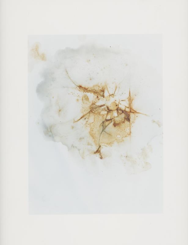 Hackney Flowers Print : Ref HFWP07