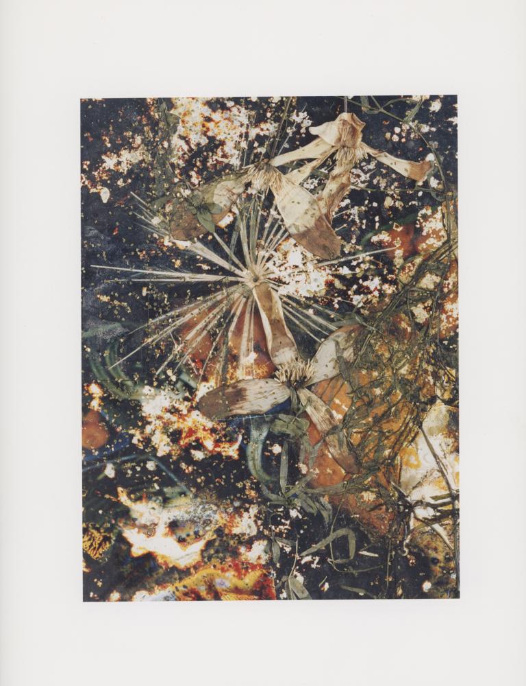 Hackney Flowers Print : Ref HFWP08