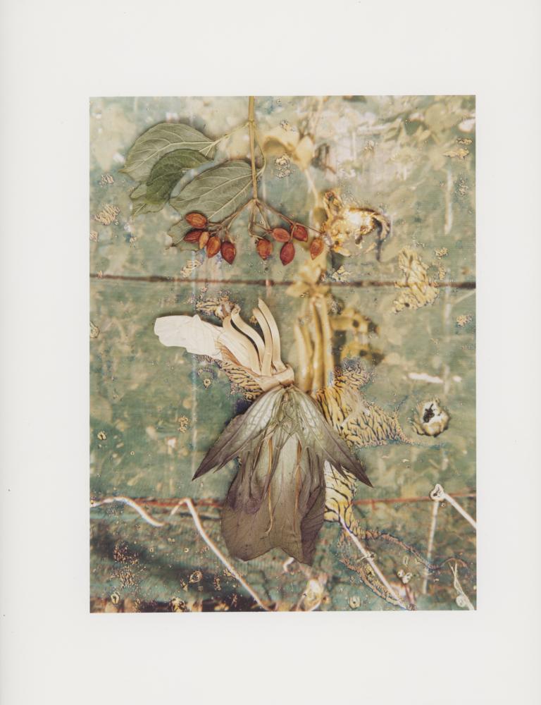 Hackney Flowers Print : Ref HFWP09