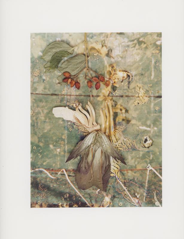 Hackney Flowers Print : Ref HFWP09