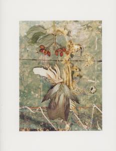 Hackney Flowers Print : Ref HFWP09