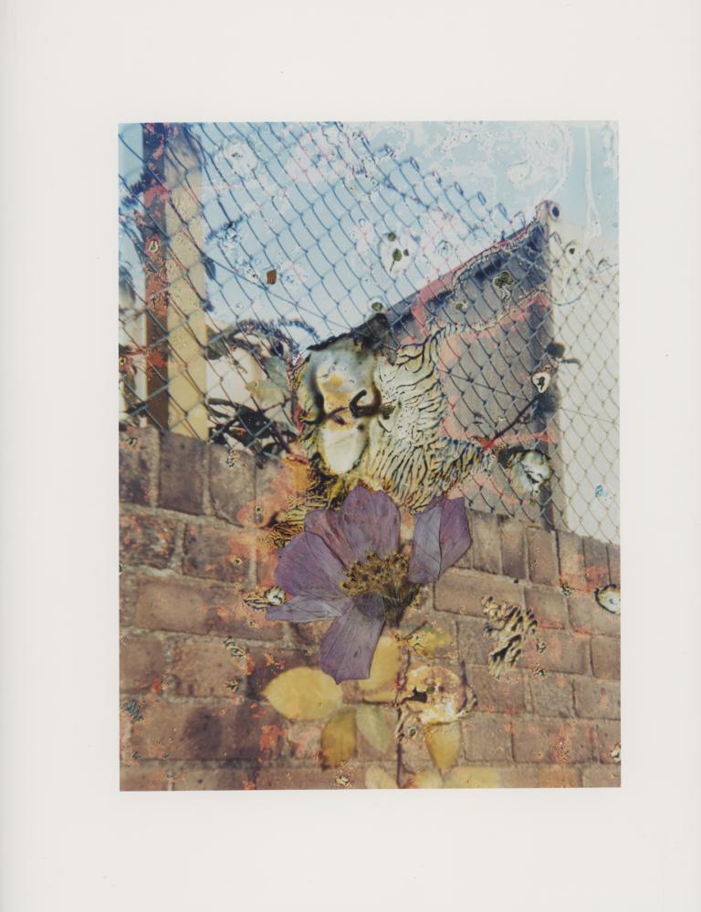 Hackney Flowers Print : Ref HFWP13