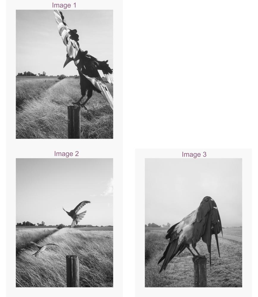 The Pillar - "Print Your own" x 3 Image options