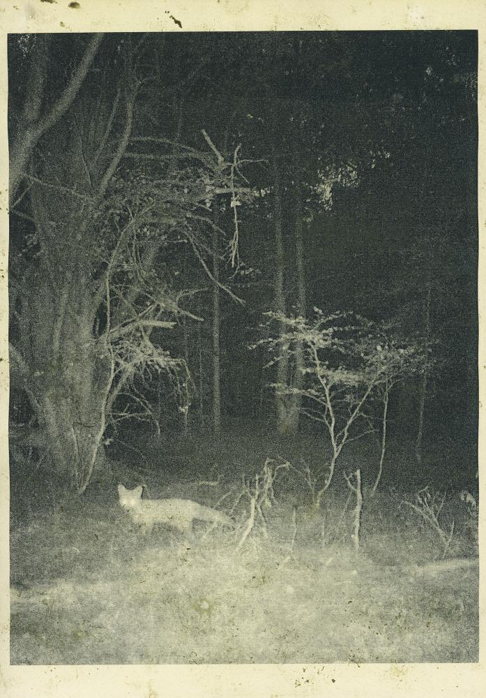 Night Procession Print / 037