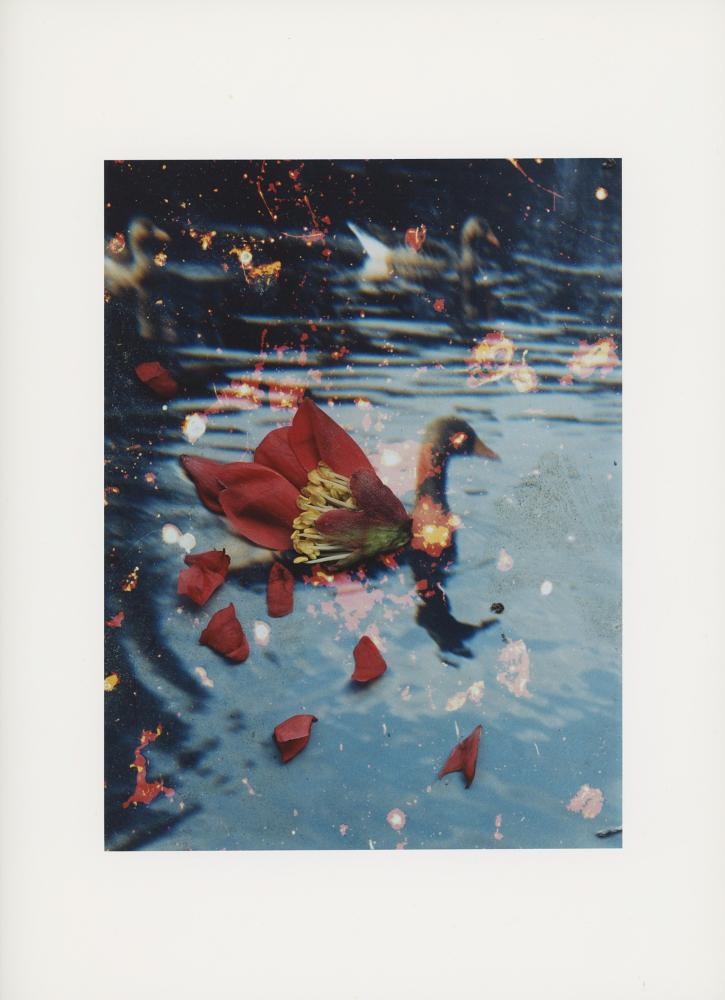 Hackney Flowers Print / 081