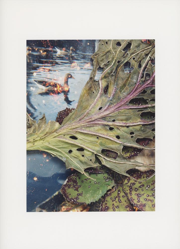 Hackney Flowers Print / 085