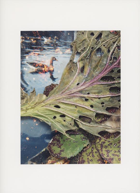 Hackney Flowers Print / 085