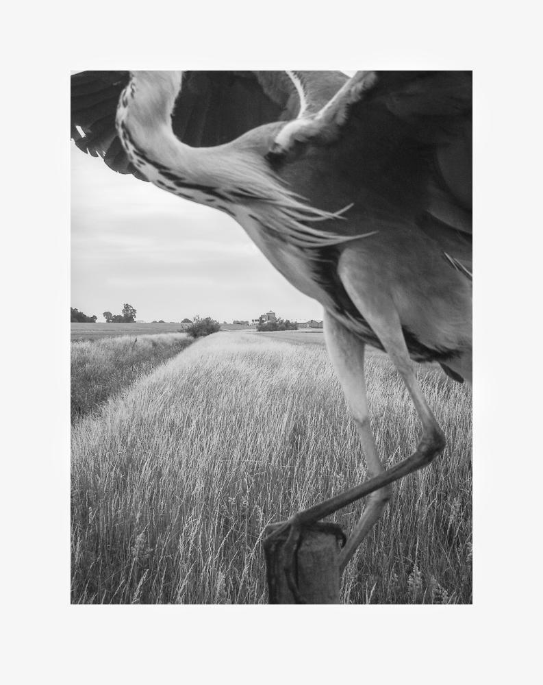 The Pillar - 20th anniversary print