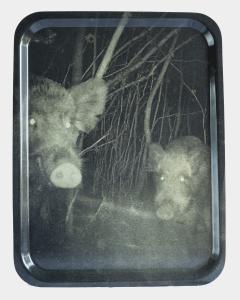 Night Procession Tray - Boar