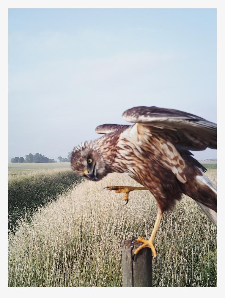 The Pillar - Special print