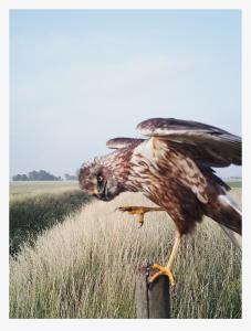 The Pillar - Special print