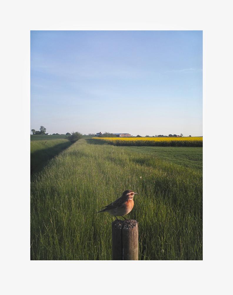 The Pillar / Summer 2025 Print