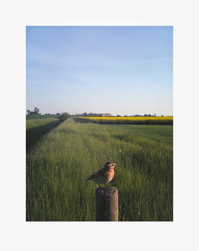 The Pillar / Summer 2025 Print