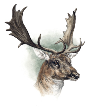 Dovhjort - Assiett, köp 4 - betala för 3!