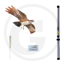 Fågelskrämmardrake