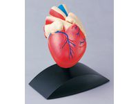 Anatomisk model Hjärta 1:1