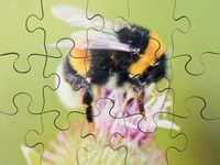 Pussel Småkryp  8 olika pussel