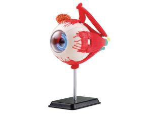 Anatomisk modell Öga 14 cm