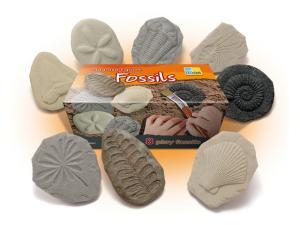 Undersök Fossilier av sten 8 fp