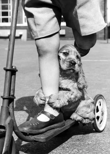 Dog on scooter with boy, Dubbelvikt Kort