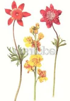 Ranunculi, Wallflower, Georg Flegel, Greeting Card