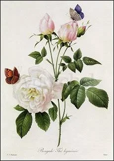 Redouté/Rosa Bengale The Hymenee, Postcard
