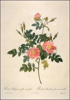 Redouté/Rosa Rubiginosa Flore Semipleno (1817), Postcard