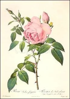 Redouté/Rosa Indica Fragrans (1817), Postcard