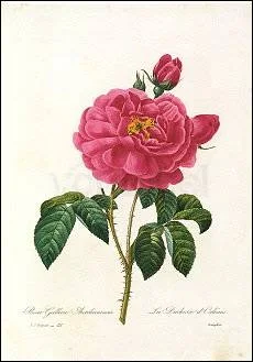 Redouté/Rosa Gallica Aurelianensis (1835), Postcard