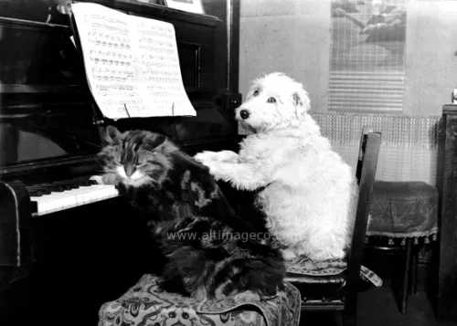 Dog and cat by the piano, Dubbelvikt kort