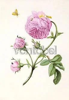 Bush Rose with Moth, Larva and Chrysalis (c. 1679), Postcard