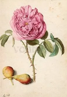Rose and two Pears, Postcard