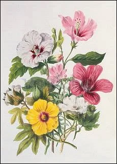 Mallow Plants (1849), Postcard