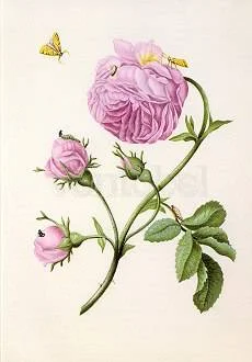 Bush Rose with Moth, Larva and Chrysalis (c. 1679), Greeting Card