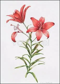Red Lily II, Greeting Card