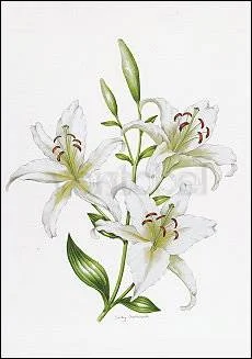 White Lily, Greeting Card