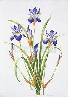 Iris sibirica, Greeting Card